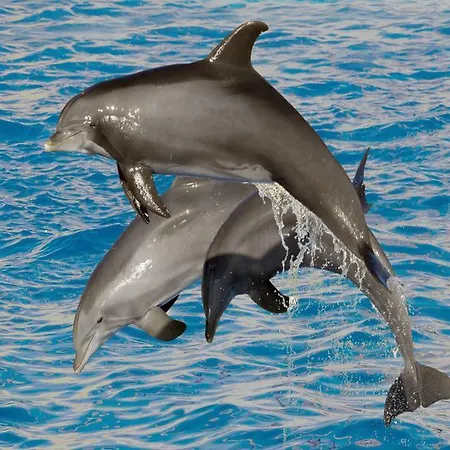 Szálloda Marineland Antibes